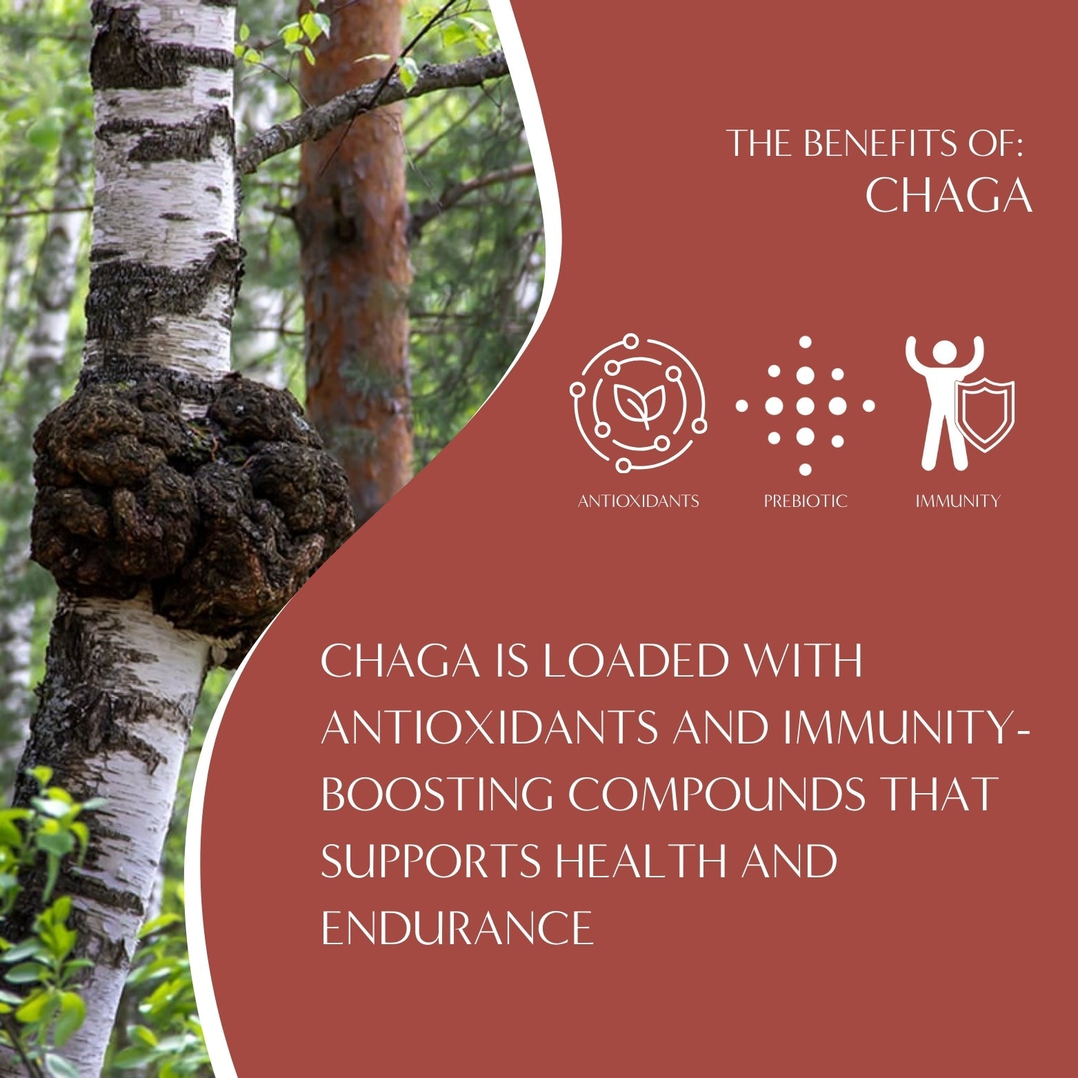 Chaga Ashwagandha Butterscotch Cream Mushroom Herbal Coffee